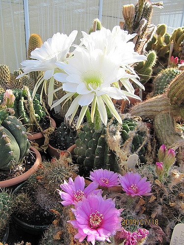 Cactus oursin