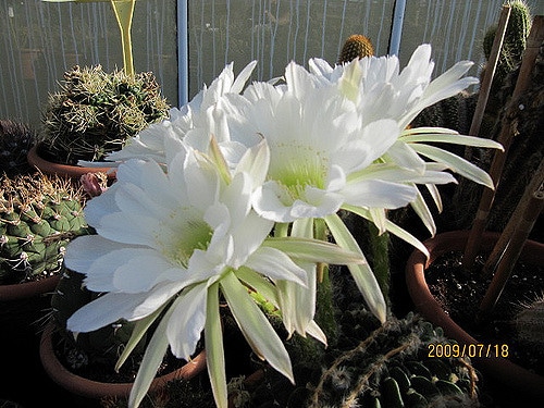 Cactus oursin