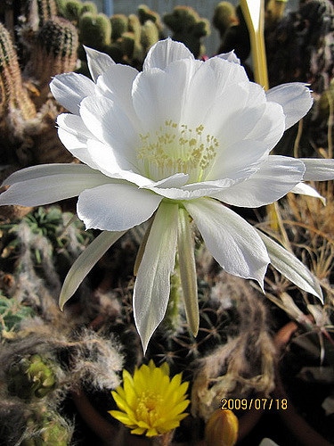 Cactus oursin