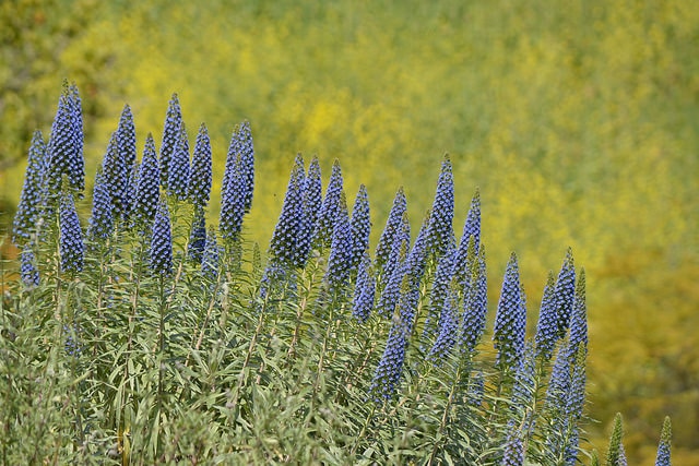Echium blanc