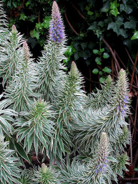 Echium blanc