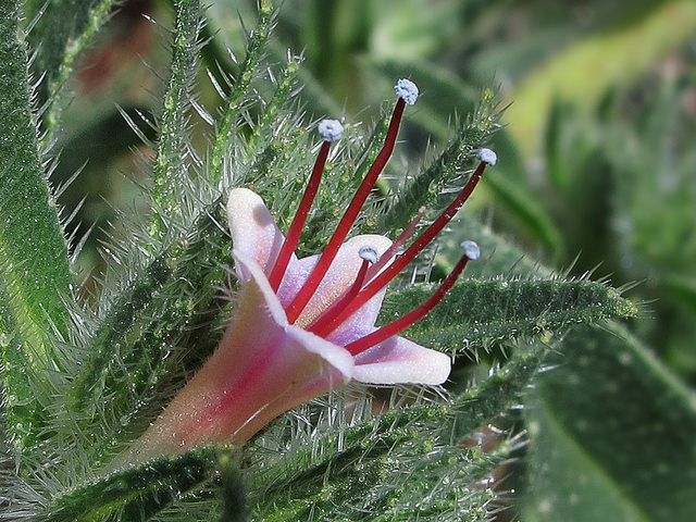 Echium italicum