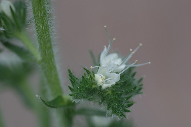 Echium italicum