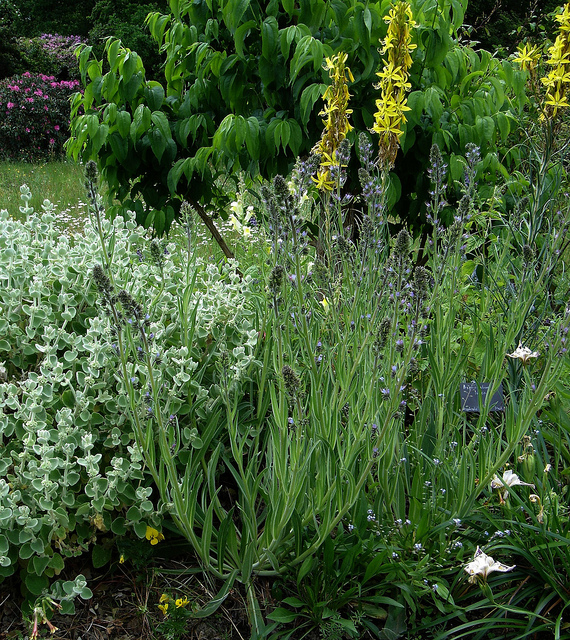 Echium italicum