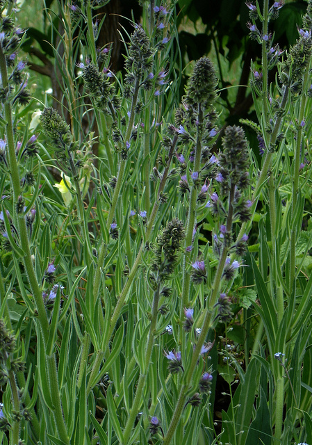 Echium italicum