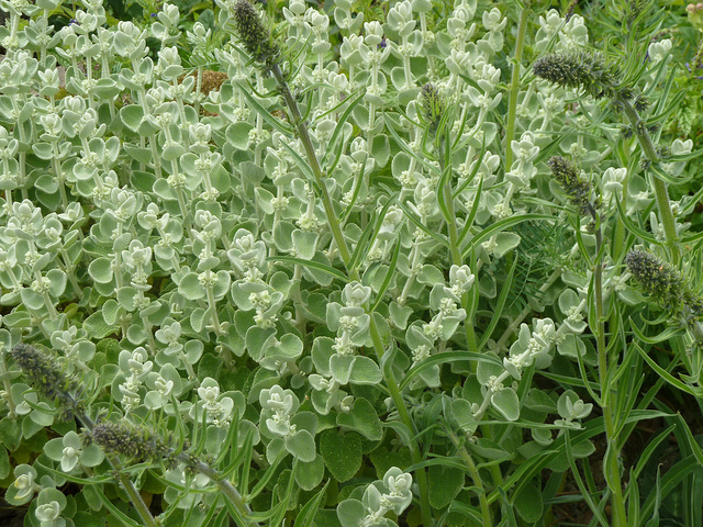 Echium italicum