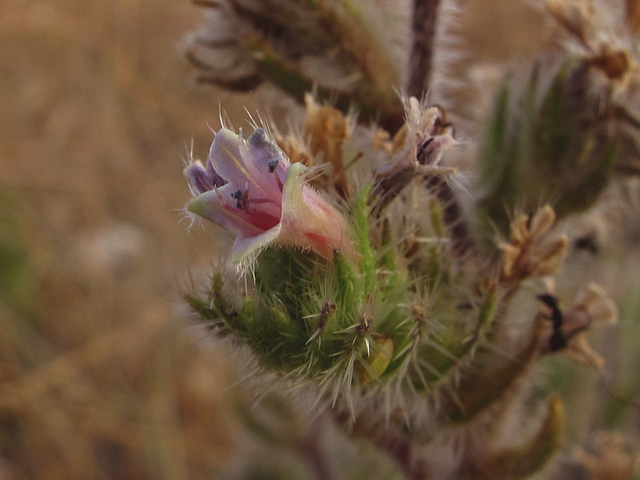 Echium italicum