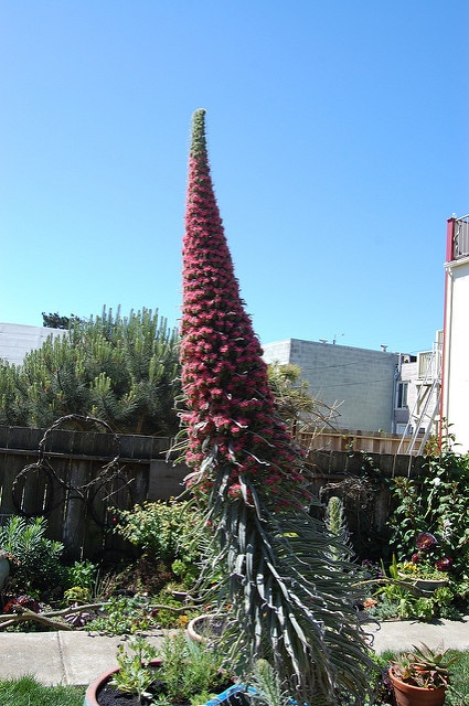 Vipérine de ténérife