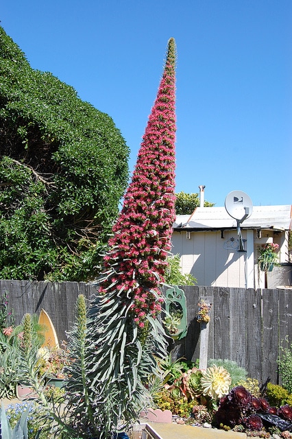 Vipérine de ténérife