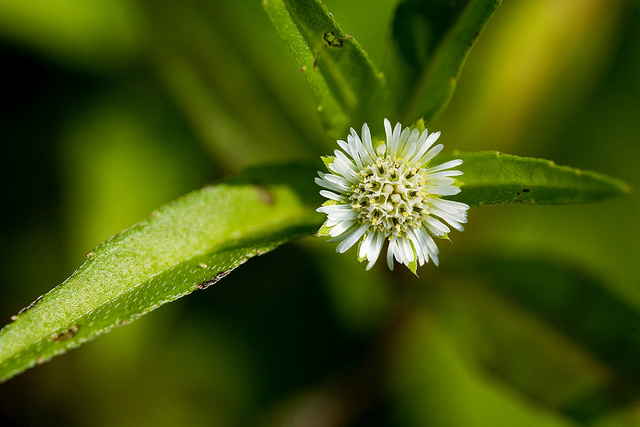 éclipte blanche
