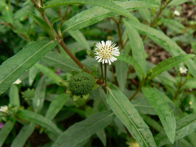 éclipte blanche