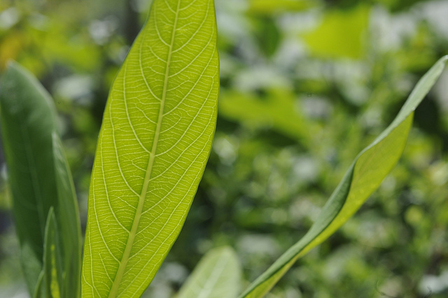 Buisson à papier (Edgeworthia chrysantha)