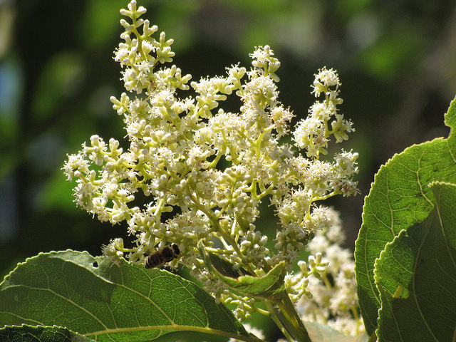 Ehretia acuminata