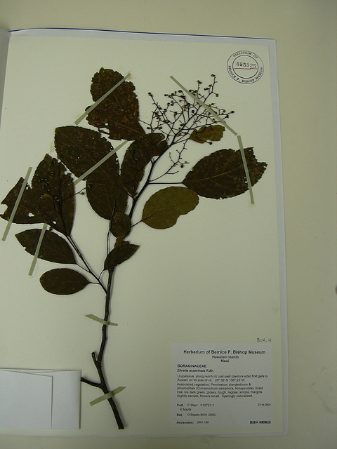 Ehretia acuminata