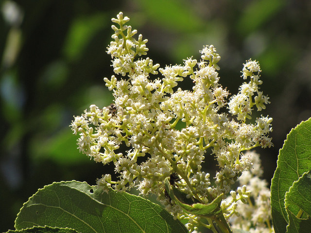 Ehretia acuminata