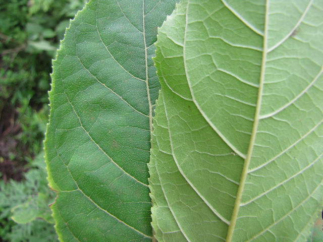 Ehretia acuminata
