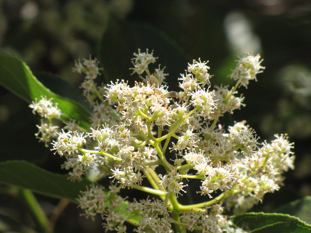 Ehretia acuminata