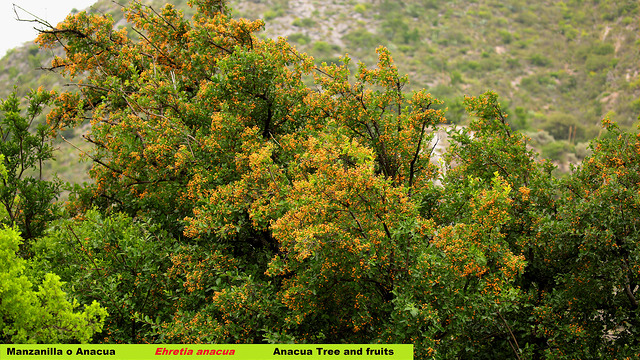 Ehretia anacua (Ehretia anacua)