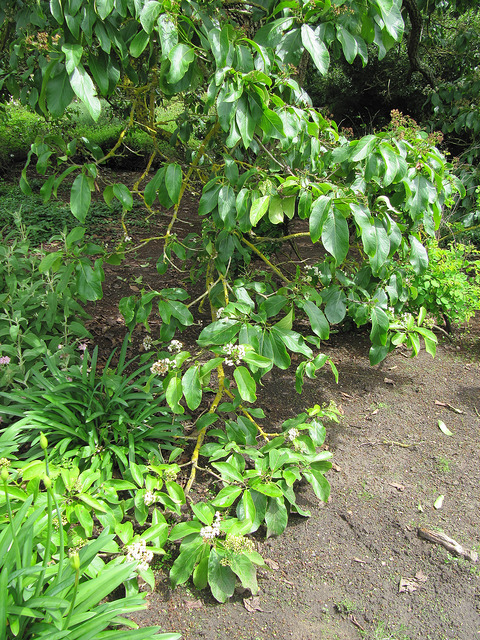 Ehretia dicksonii (Ehretia dicksonii)