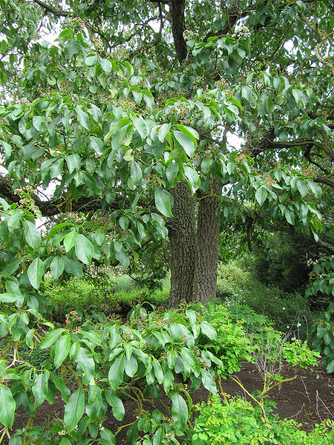 Ehretia dicksonii