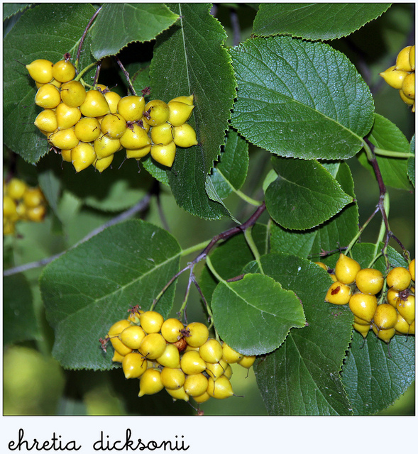 Ehretia dicksonii
