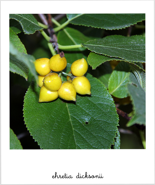 Ehretia dicksonii