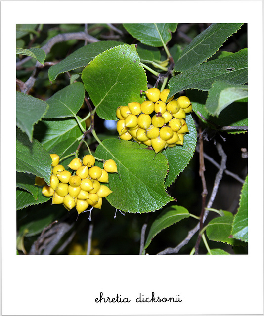 Ehretia dicksonii