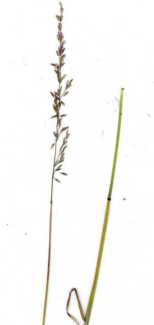 Ehrharta calycina