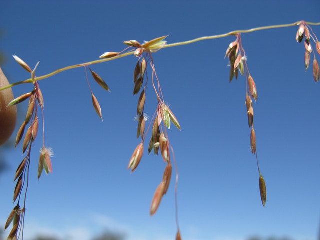Ehrharta calycina