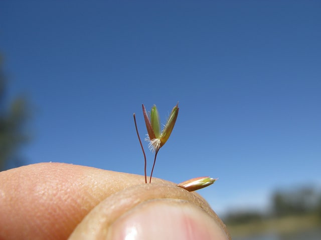 Ehrharta calycina