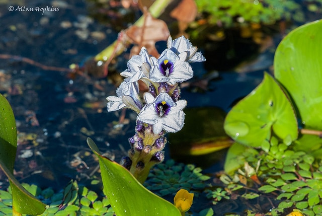 Eichhornia azurea (Eichhornia azurea)