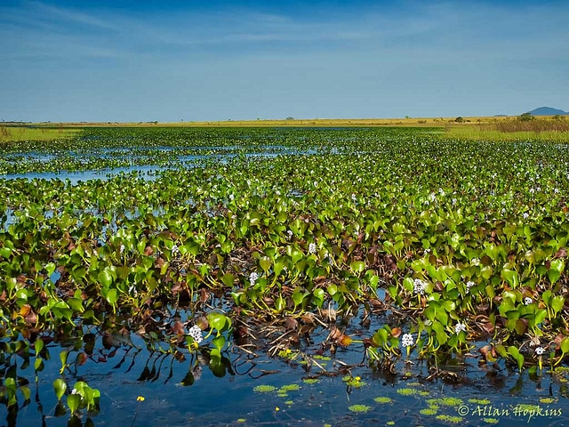 Eichhornia azurea