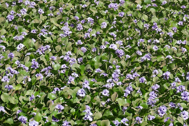 Eichhornia azurea