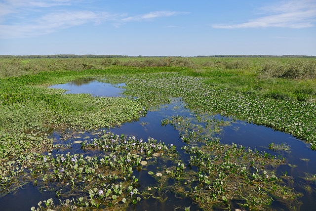 Eichhornia azurea