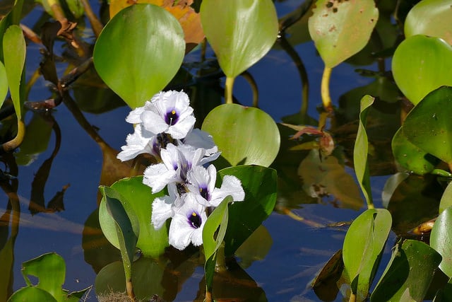 Eichhornia azurea