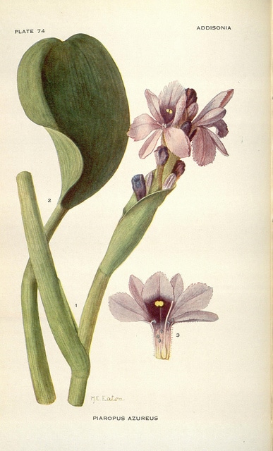 Eichhornia azurea