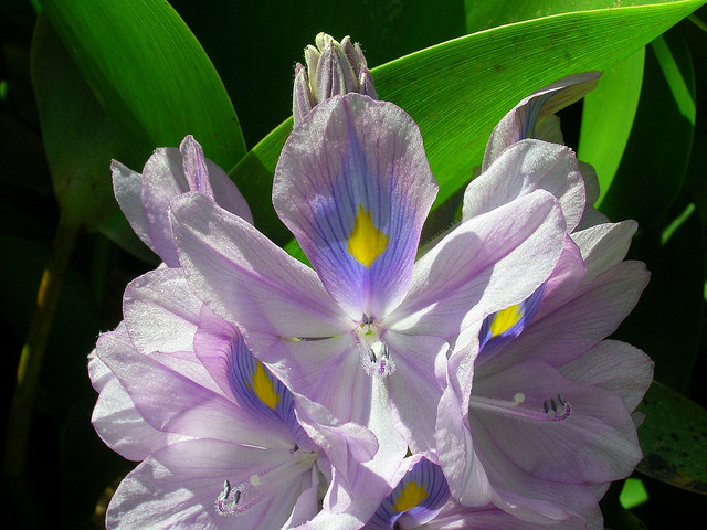 Eichhornia Crassipes
