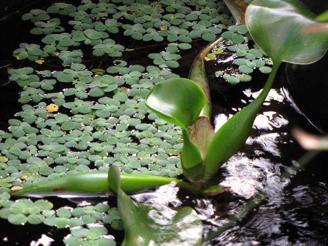 Eichhornia Crassipes