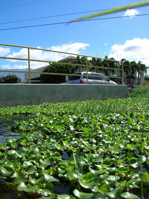 Eichhornia Crassipes