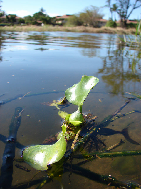 Eichhornia Crassipes