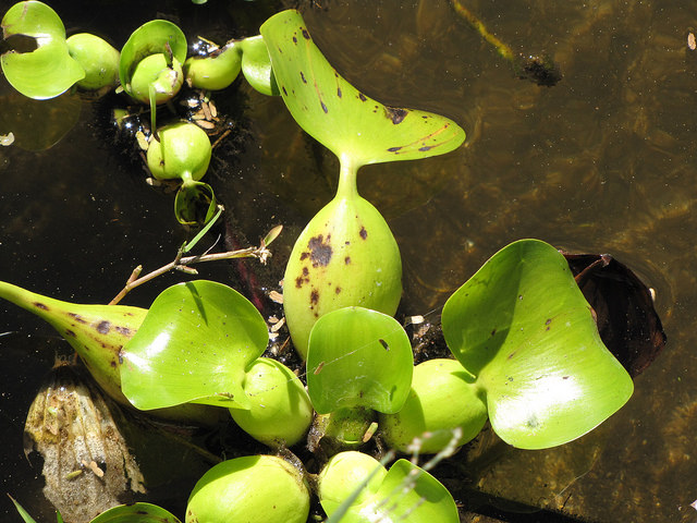 Eichhornia Crassipes