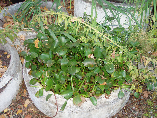 Eichhornia Crassipes (Eichhornia Crassipes)
