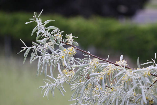 Olivier de bohême (Elaeagnus angustifolia)