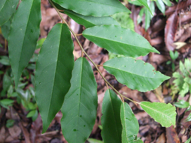 Elaeagnus glabra