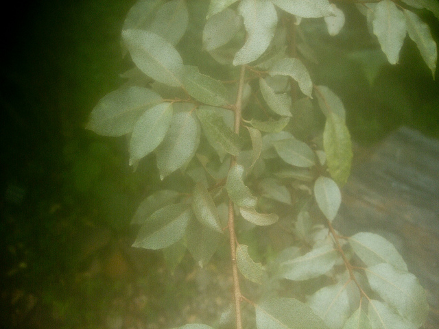 Elaeagnus glabra