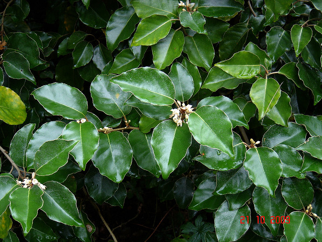 Elaeagnus macrophylla