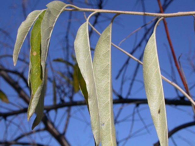 Elaeagnus montana