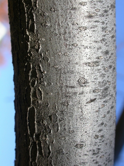 Elaeagnus montana