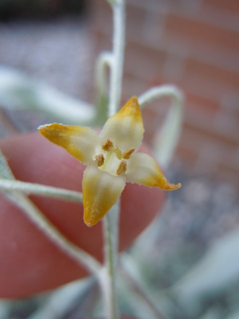Elaeagnus montana