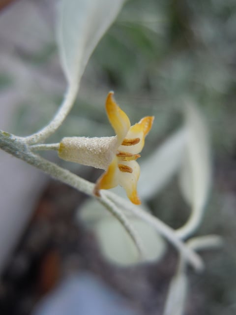 Elaeagnus montana